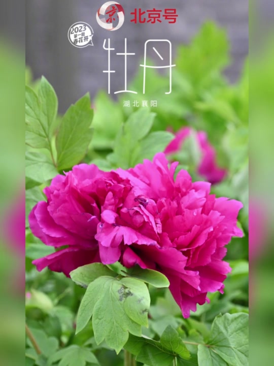 2023年第一批春花开了 收好这组迎春壁纸