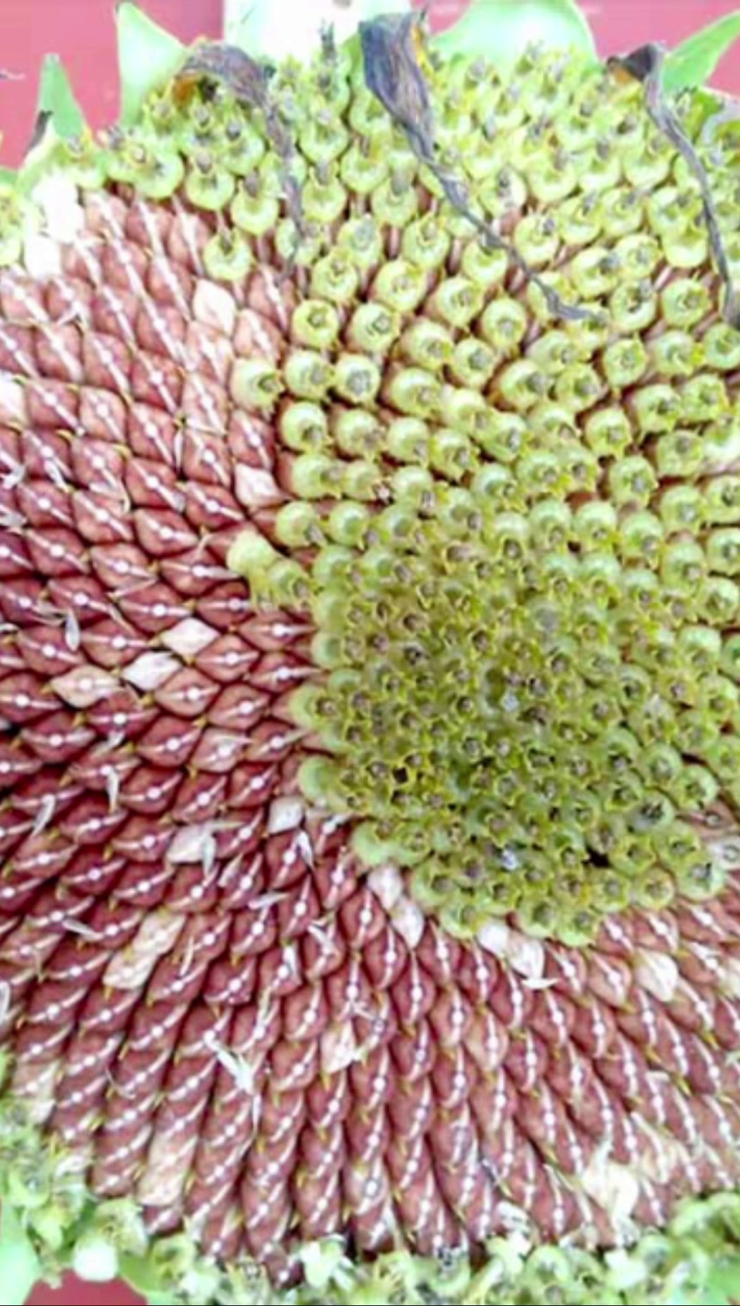 云南老品种传统瓜子红皮瓜子,又叫小红瓜子、水果瓜子,甜、脆、