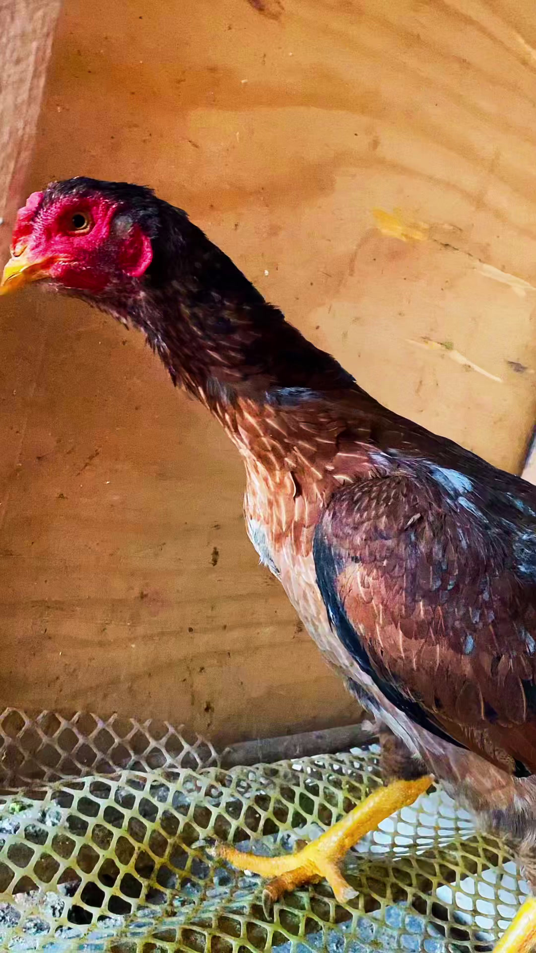 产蛋母斗鸡进来欣赏