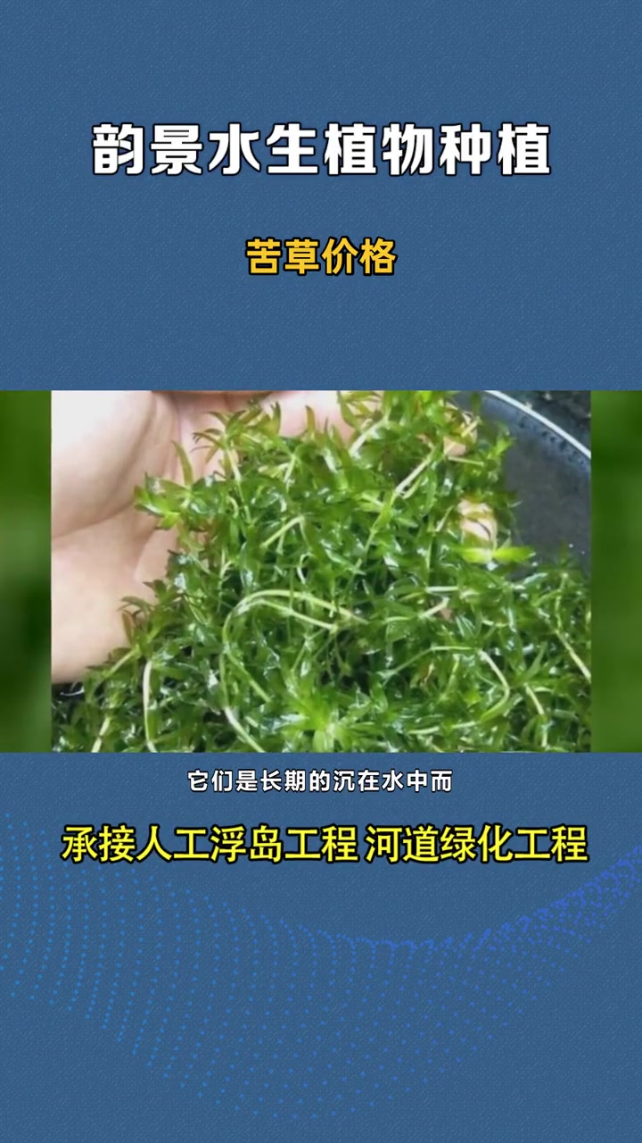 尖叶眼子菜 苦草 价格 抗寒矮生苦草