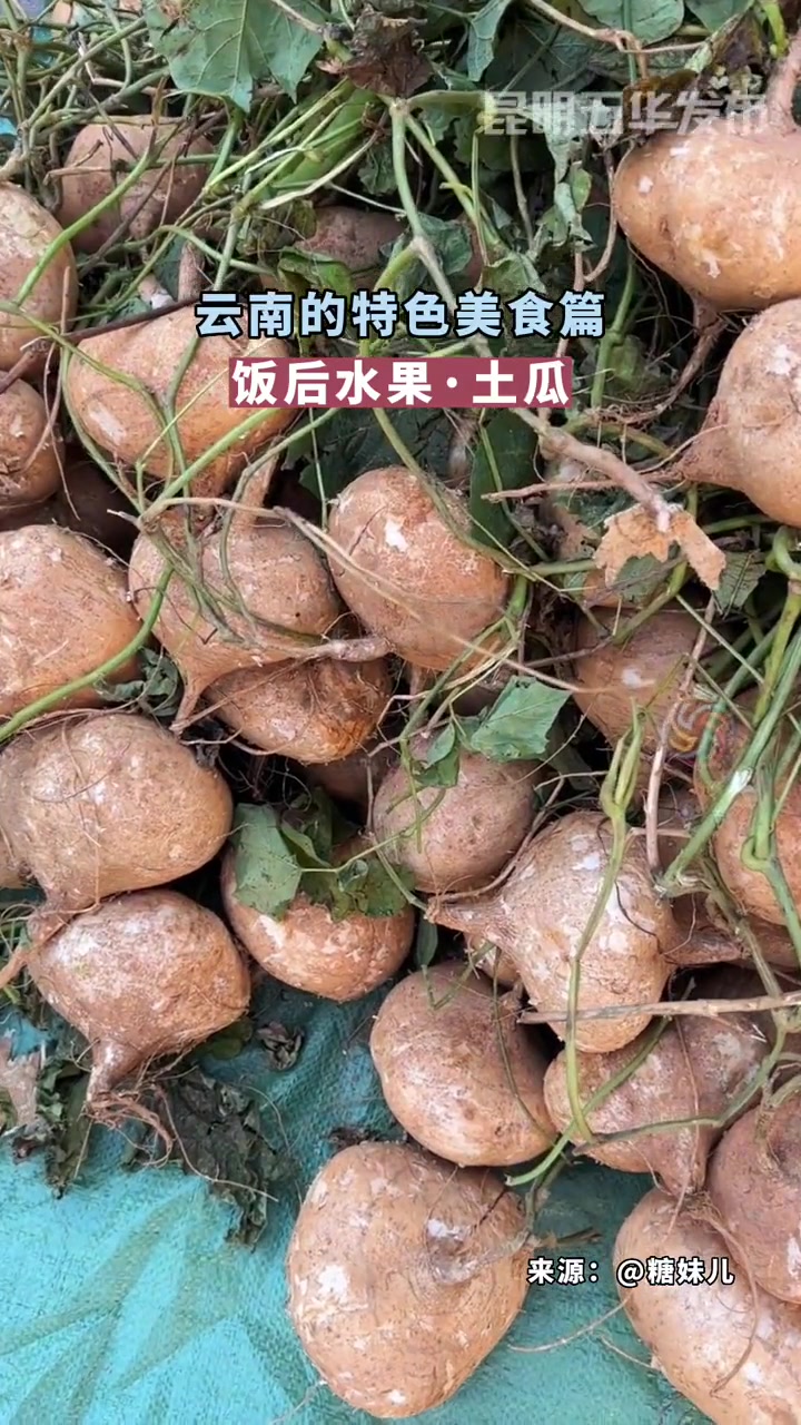 云南的饭后水果|土瓜 云南人的快乐 土瓜 云南特色美食