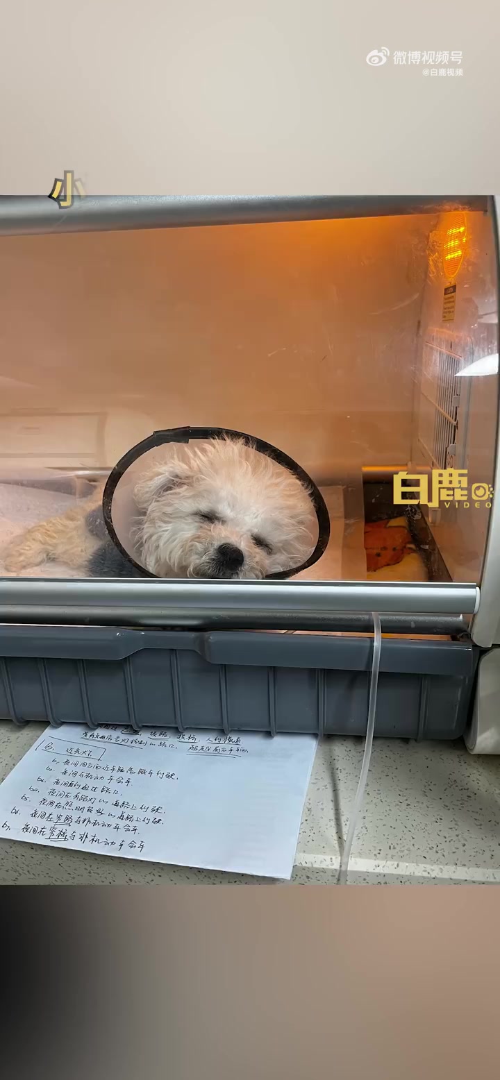 「小狗偷吃星球杯巧克力中毒住院 主人:治疗花了1500元,之后家里不会再买巧克力」1月28