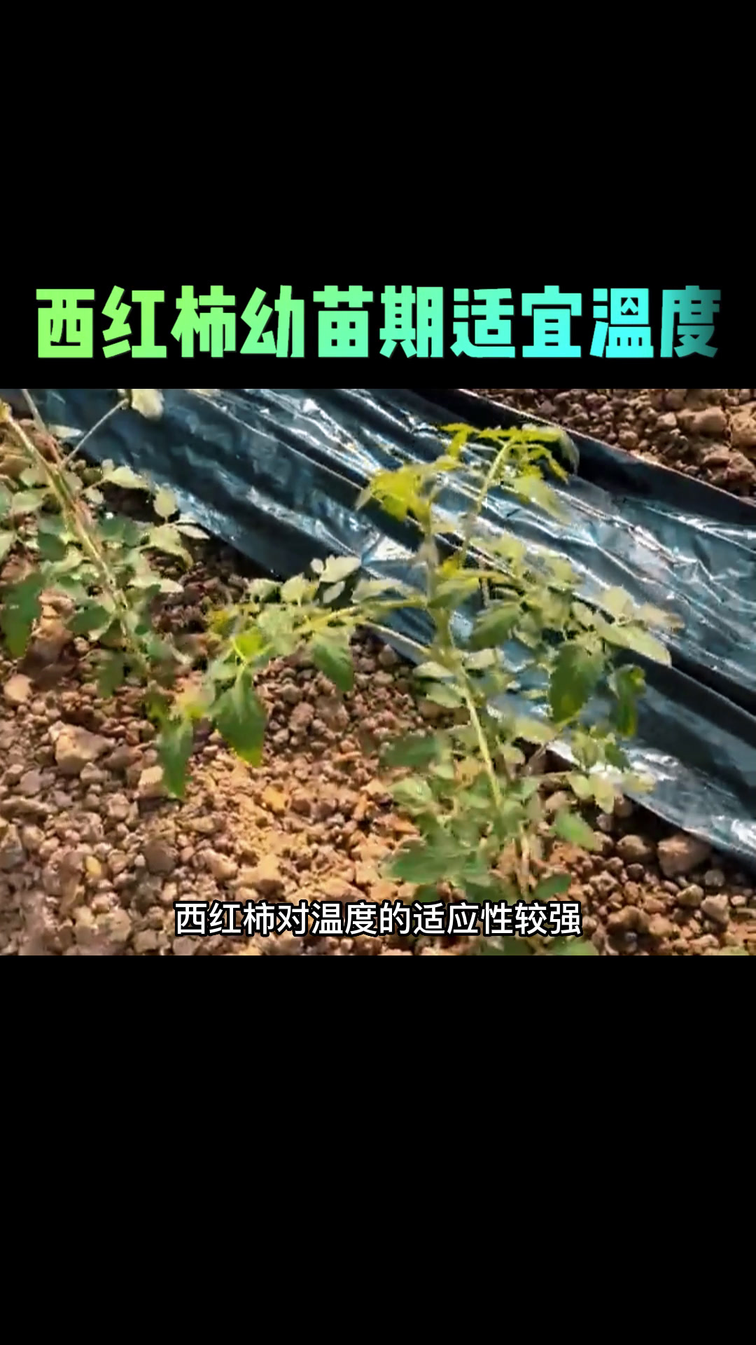 西红柿幼苗期适宜温度