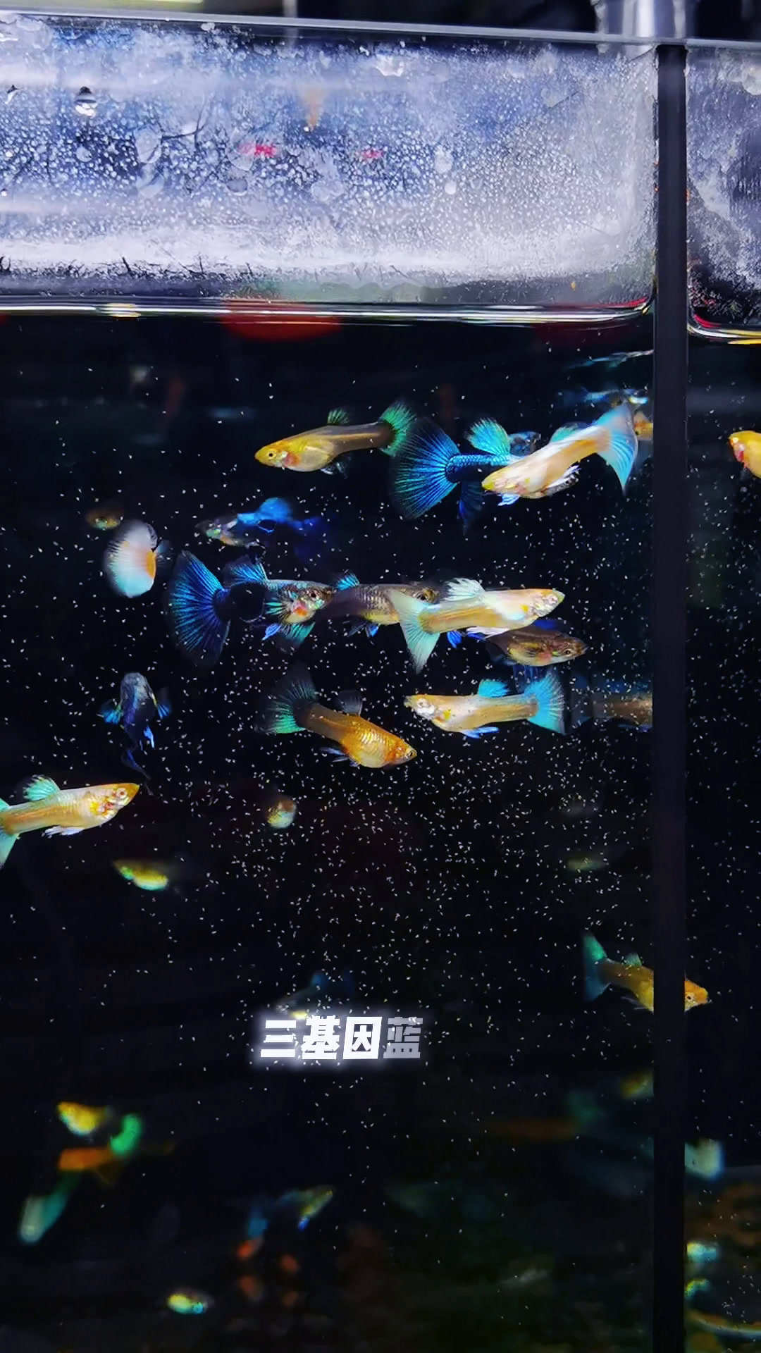 漂亮的孔雀鱼哦。
