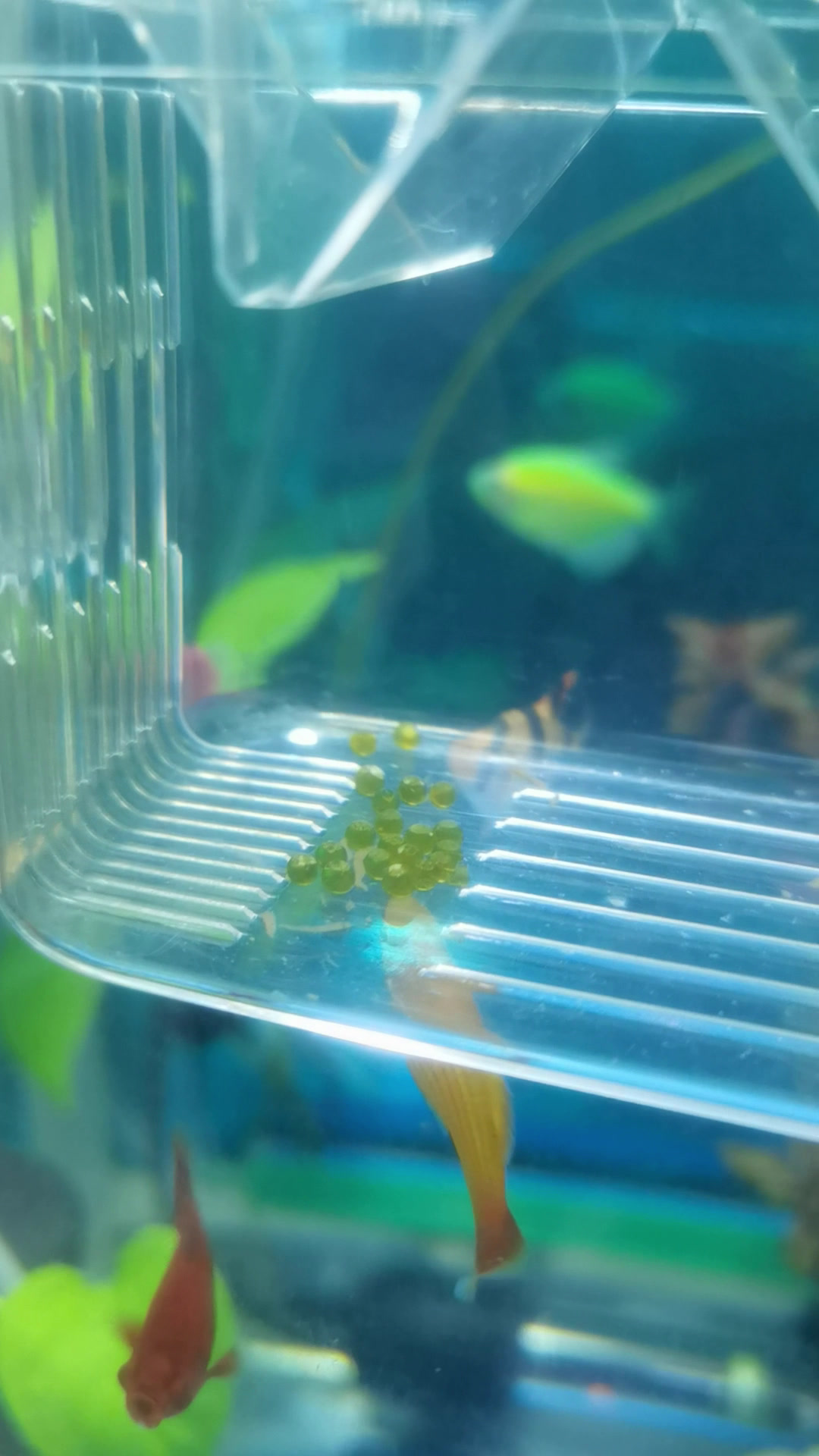 黑玛丽鱼怎么产下黄球了