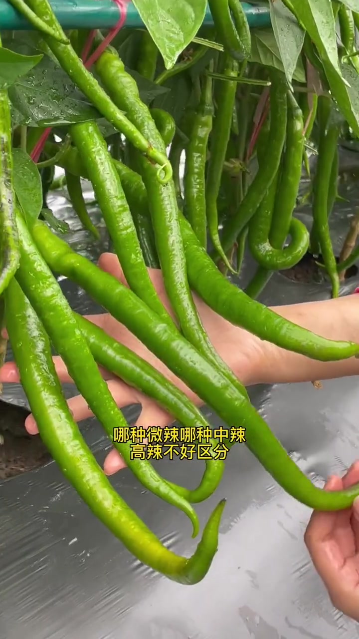 不同辣椒,辣度不同,喜欢吃哪种就种植哪个品种 蔬菜种子 种菜 辣椒 种子