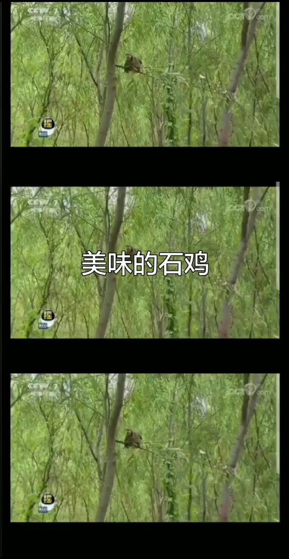 单县美味的石鸡