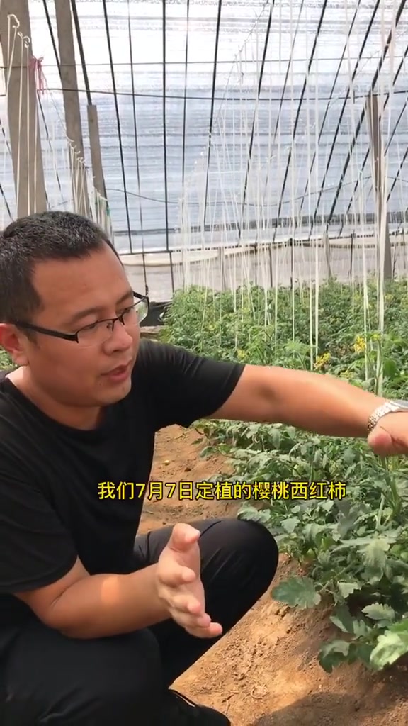 你还好吗?高温下的西红柿 山东我爱了 技术 蔬菜大棚 种植 三农