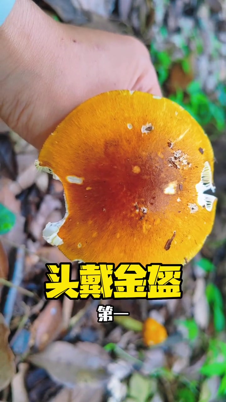 唯一一种黄色的剧毒鹅膏菌:黄盖鹅膏 萌知计划 毒蘑菇 野生菌 蘑菇 大自然的馈赠 涨知识