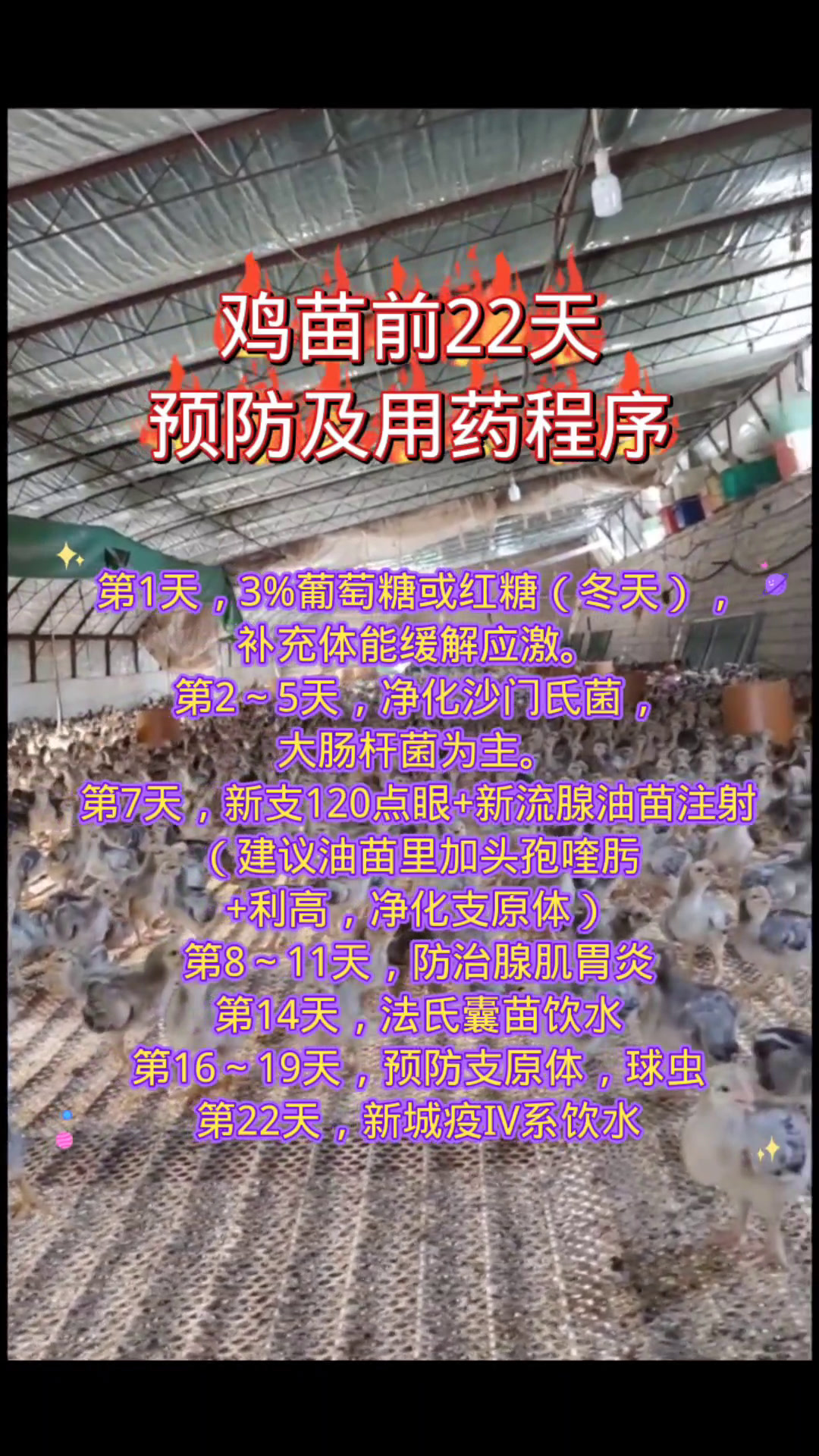 鸡苗前22天,预防及用药程序