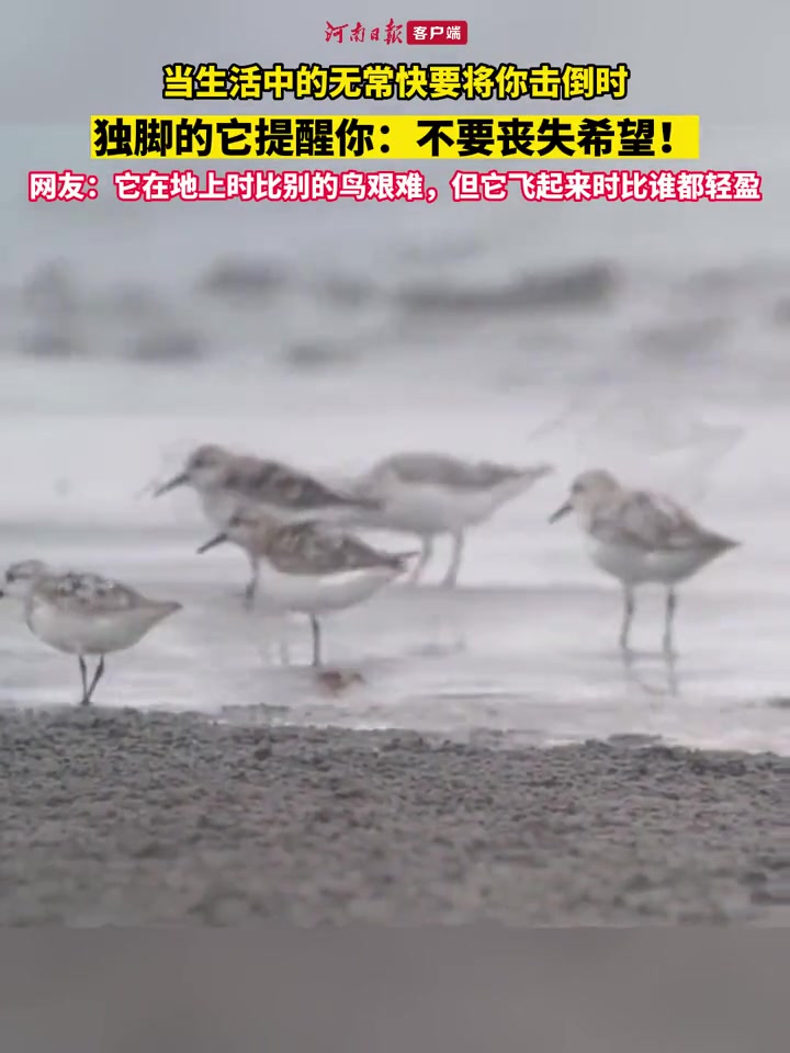 独脚小鸟的坚强 当生活的无常快要将你击倒时,独脚的它提醒你:不要丧失希望。它在地上时比别的