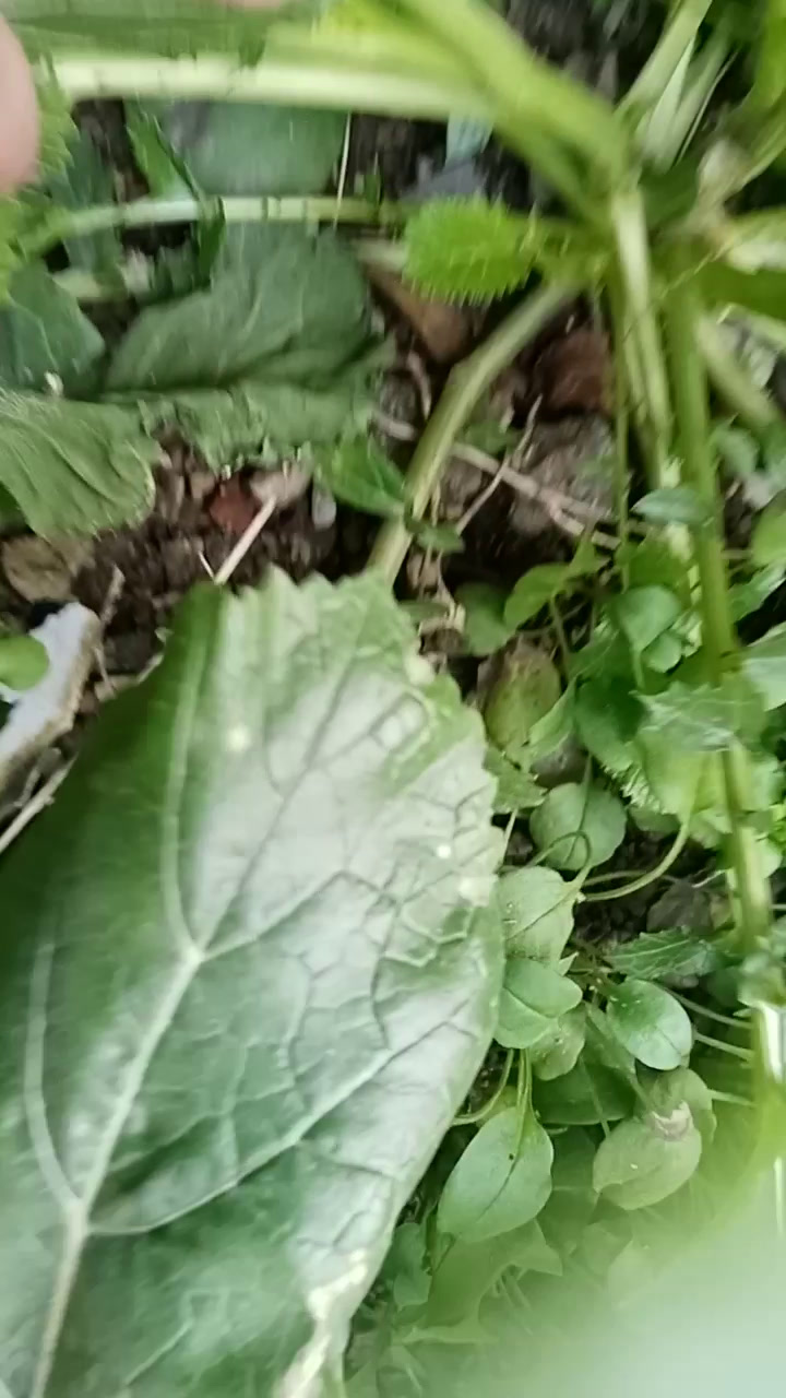 青菜油菜萝卜?～