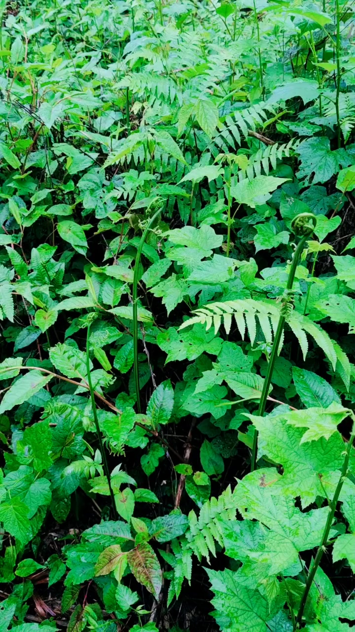 南雄 特色美食!很多南雄人都不知道这道菜!你吃过吗 @小助手 美食