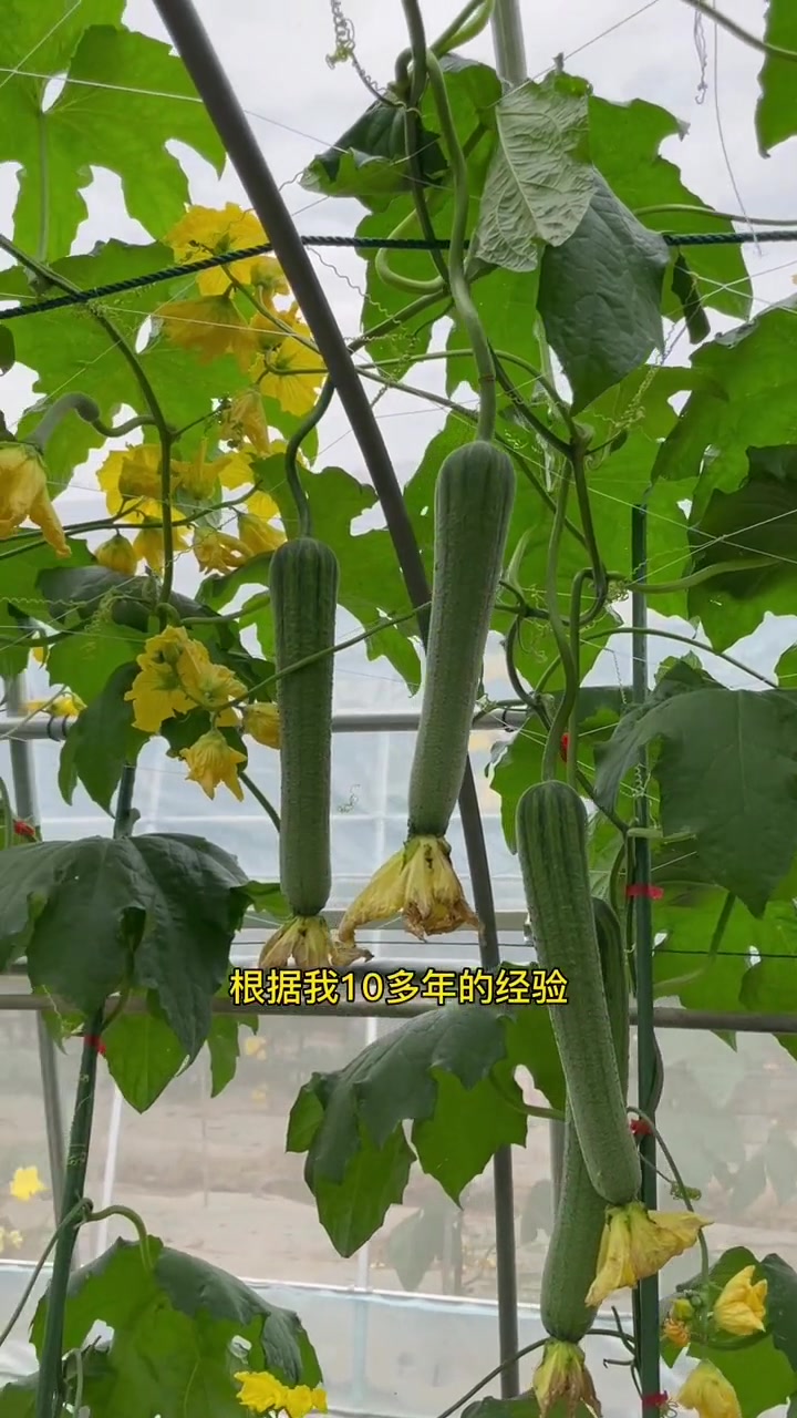 这种肉丝瓜特别适合家庭种植,春天赶紧种一些吧 蔬菜种子 丝瓜 丝瓜种子 种菜