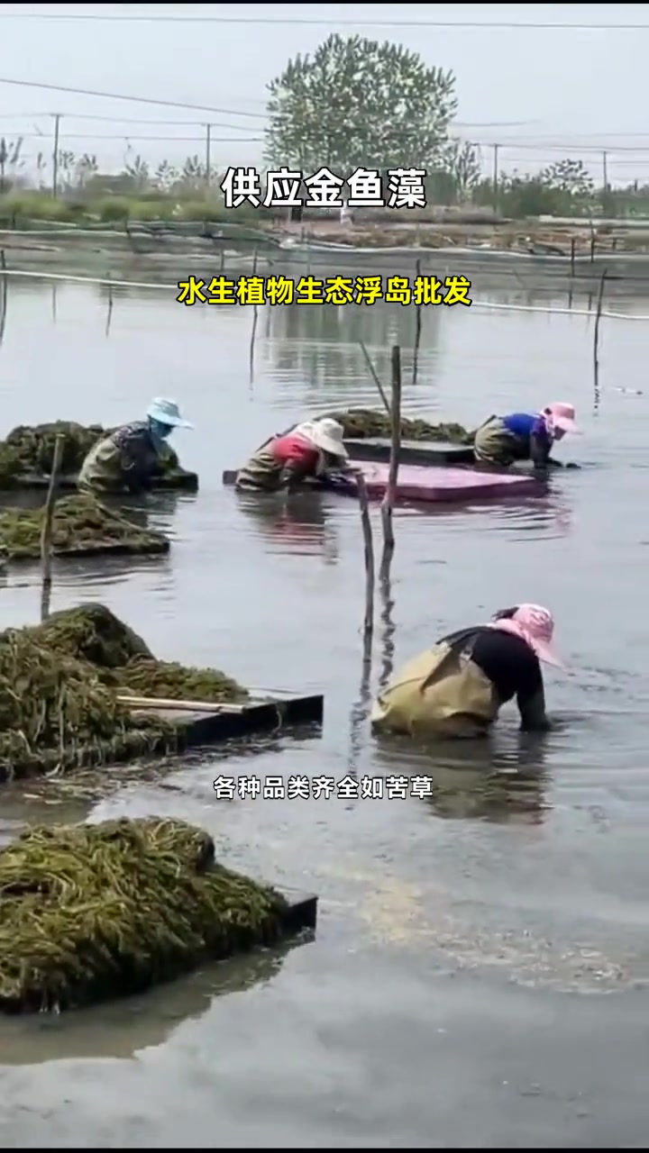 水生植物生态浮岛批发 供应金鱼藻 东北金鱼藻