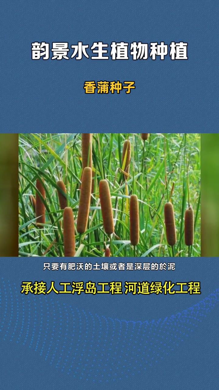 香蒲苗多少钱 香蒲种子 批发香蒲