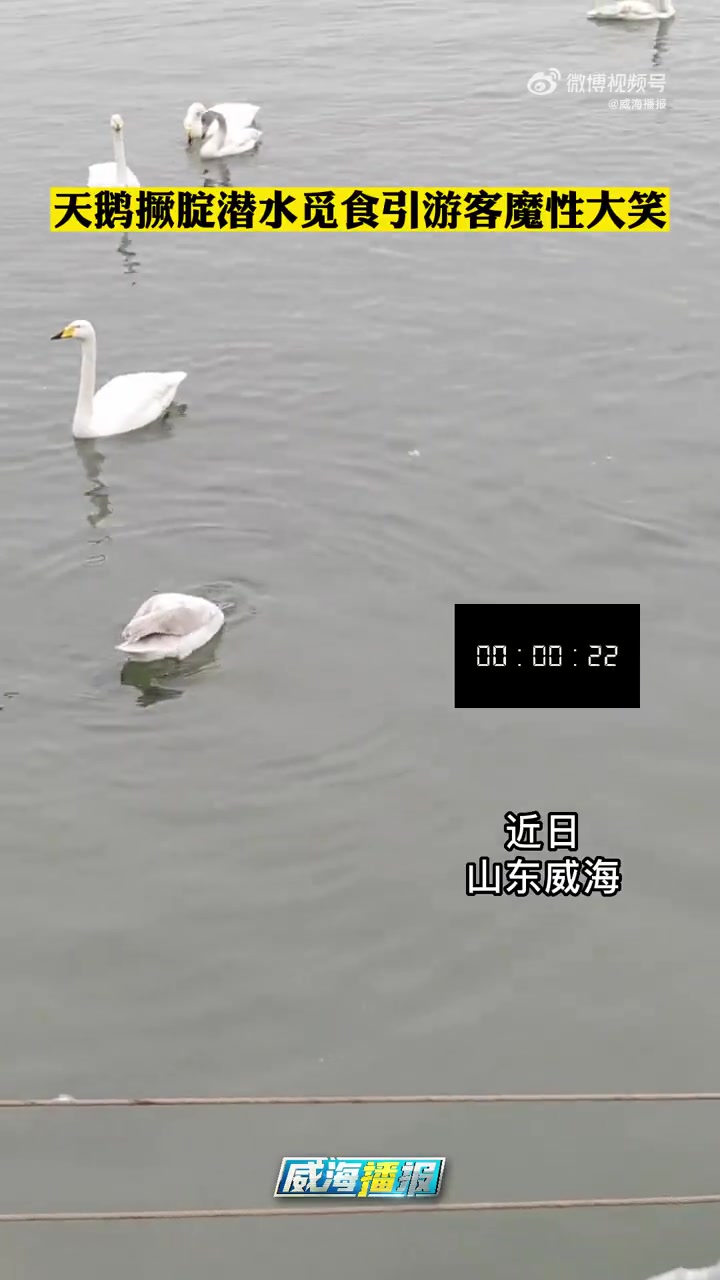 「笑出鸭叫!天鹅撅腚潜水觅食引游客魔性大笑」近日,山东威海。游客在荣成烟墩角观赏天鹅时,发