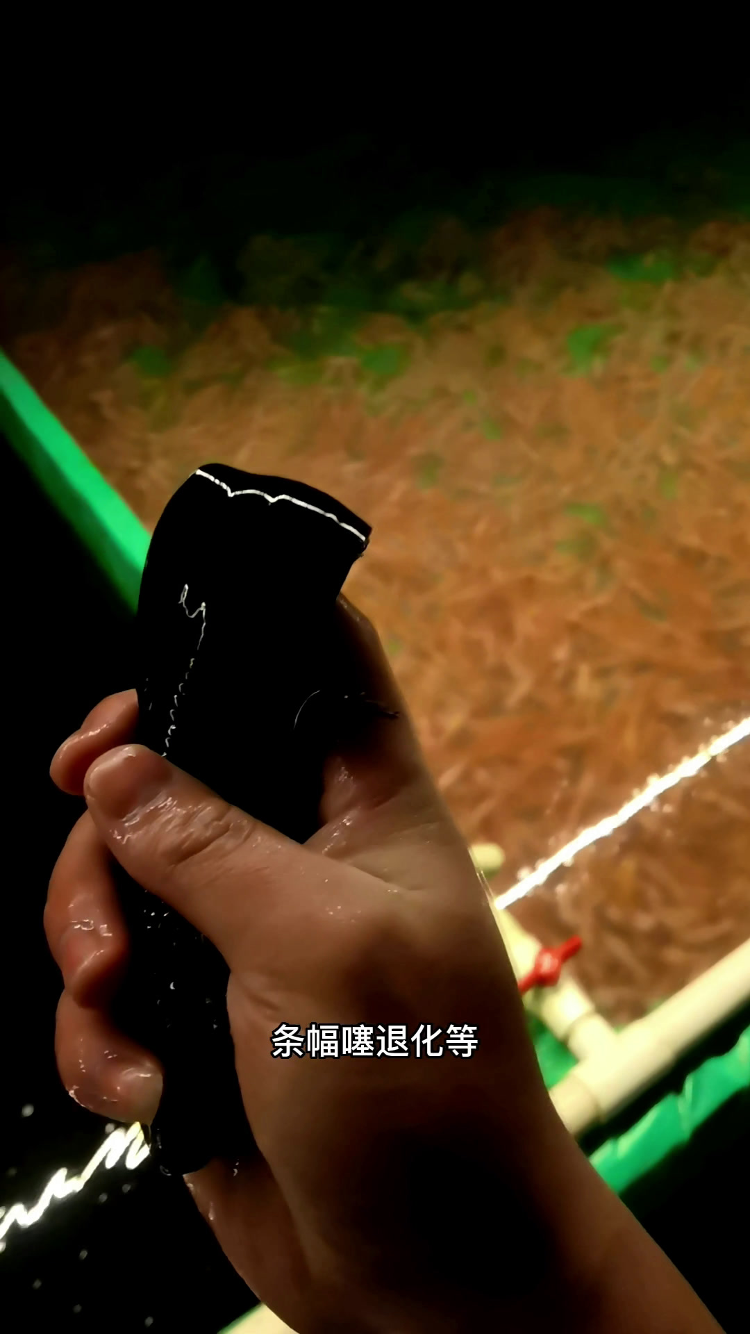 六角恐龙好养吗?怎么养