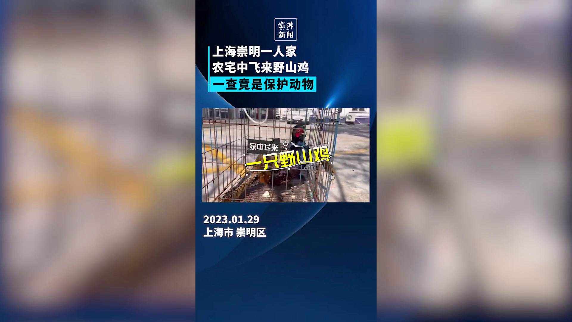 上海崇明居民家中飞来野山鸡,一查竟是保护动物