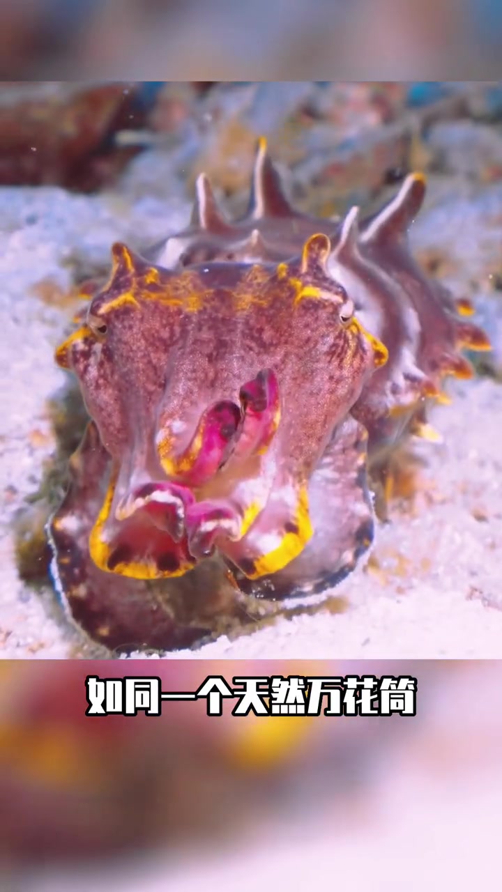 长相最风骚花哨的剧毒乌贼:火焰乌贼 萌知计划 动物 涨知识 大自然的馈赠 蓝环章鱼 乌贼