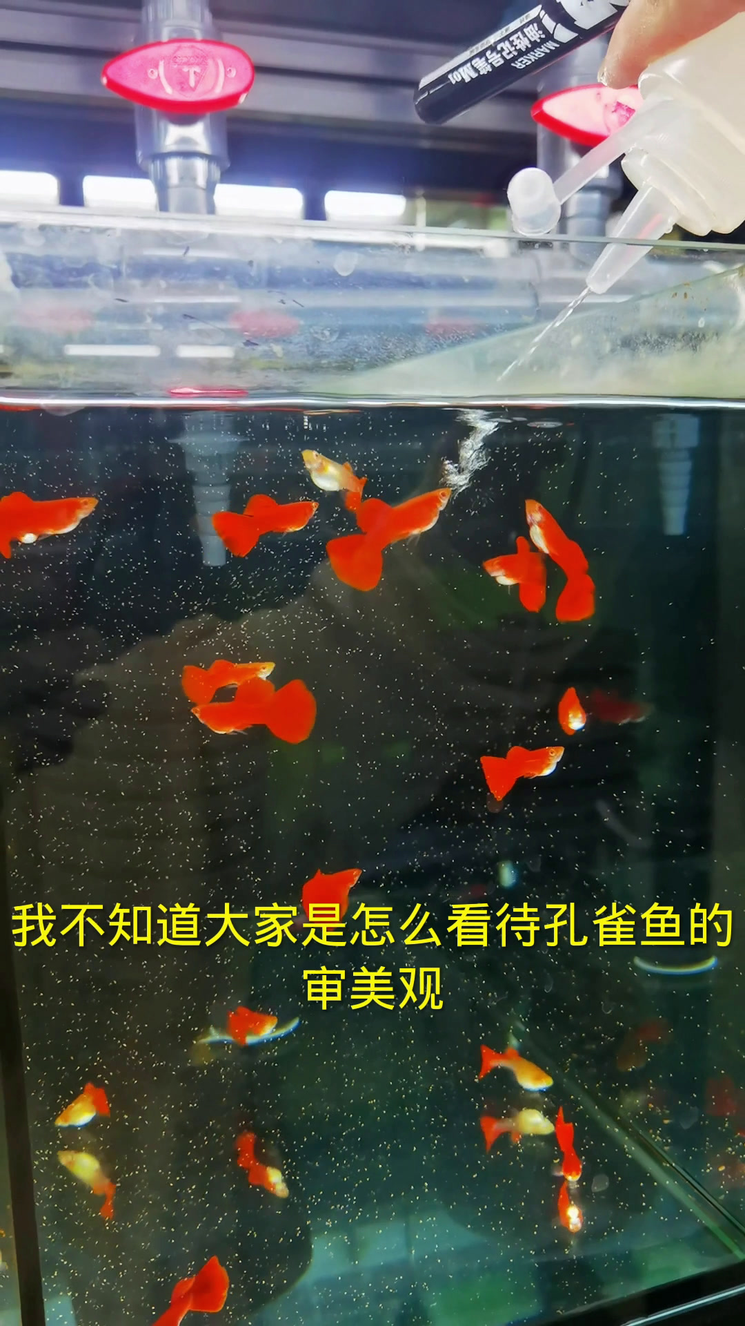 漂亮的孔雀鱼哦。