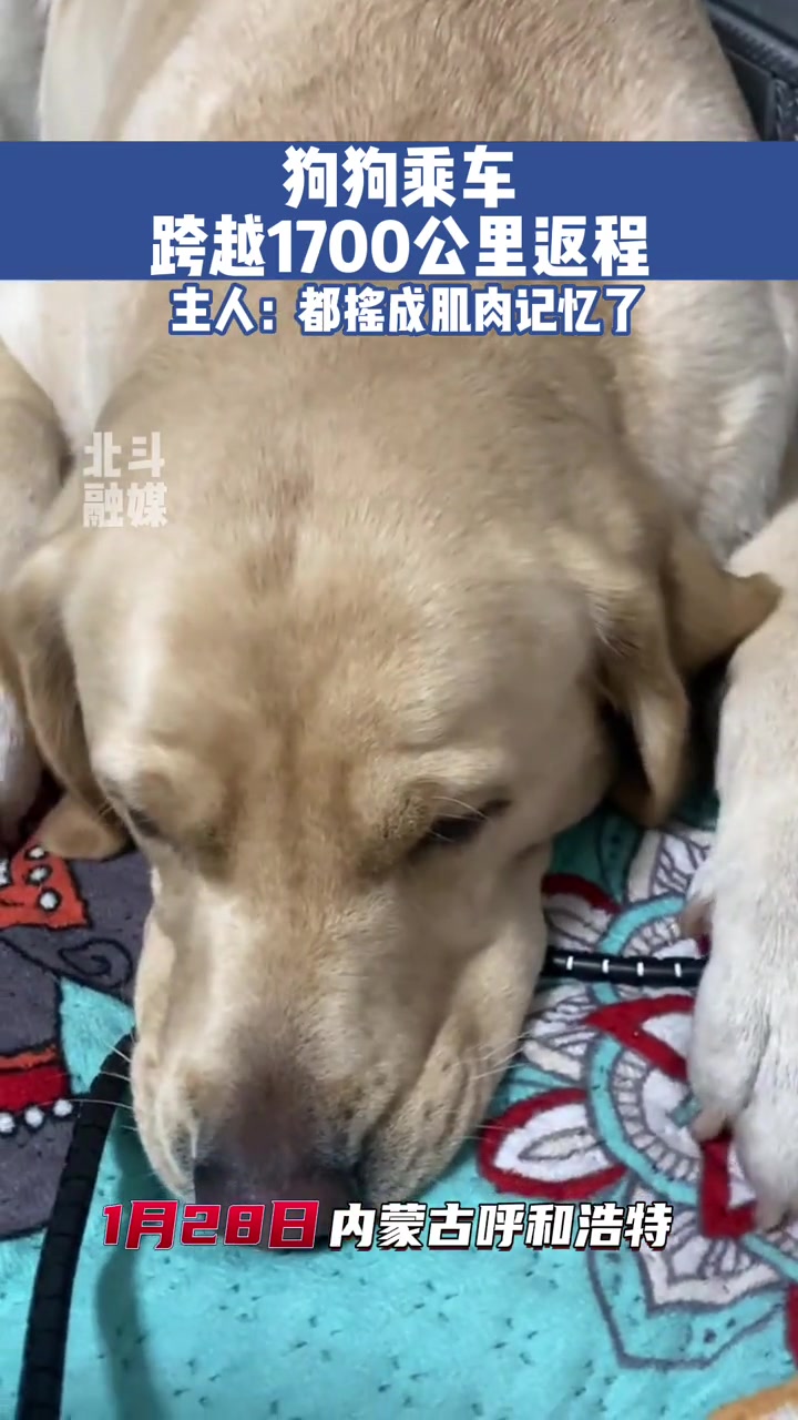狗狗乘车跨越1700公里返程 主人:都摇成肌肉记忆了 狗狗的日常 拉布拉多