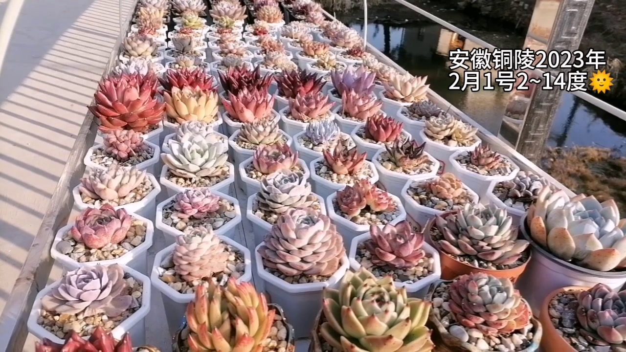 整理多肉无意中发现变异的,Tp,整理完以后看上去还是塑料盆比较壮观