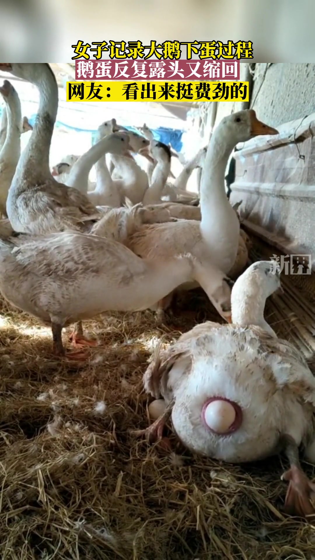女子记录大鹅下蛋过程,鹅蛋反复露头又缩回。大鹅下蛋 养鹅