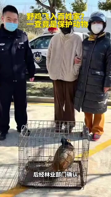 野鸡飞入百姓家?一查竟是保护动物