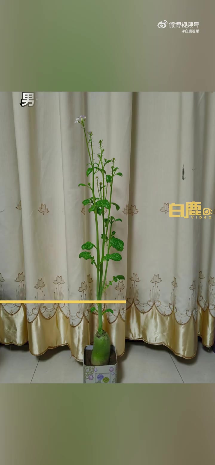 「发现生活中的美!男子将青萝卜养开花变观赏盆栽」1月30日,河南郑州。李先生将青萝卜种植在