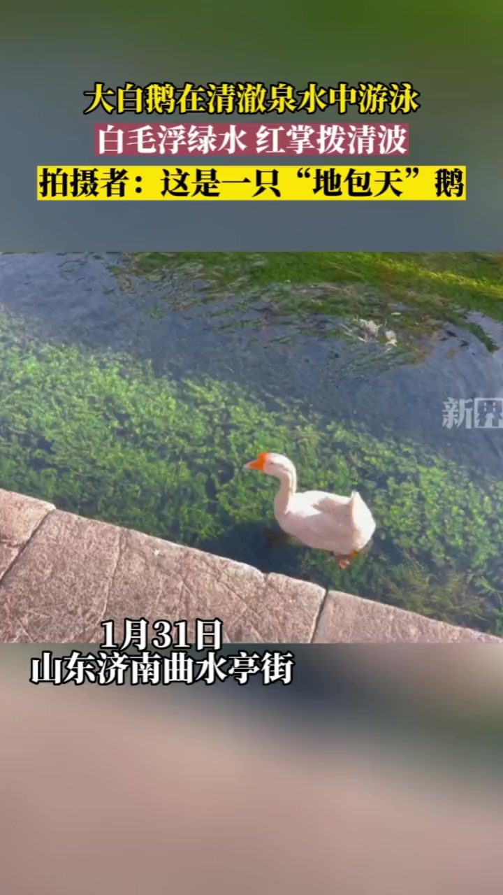 大白鹅在清澈的水中游泳,网友感慨:“还真是白毛浮绿水,红掌拨清波呀!” 济南 曲水亭街 大