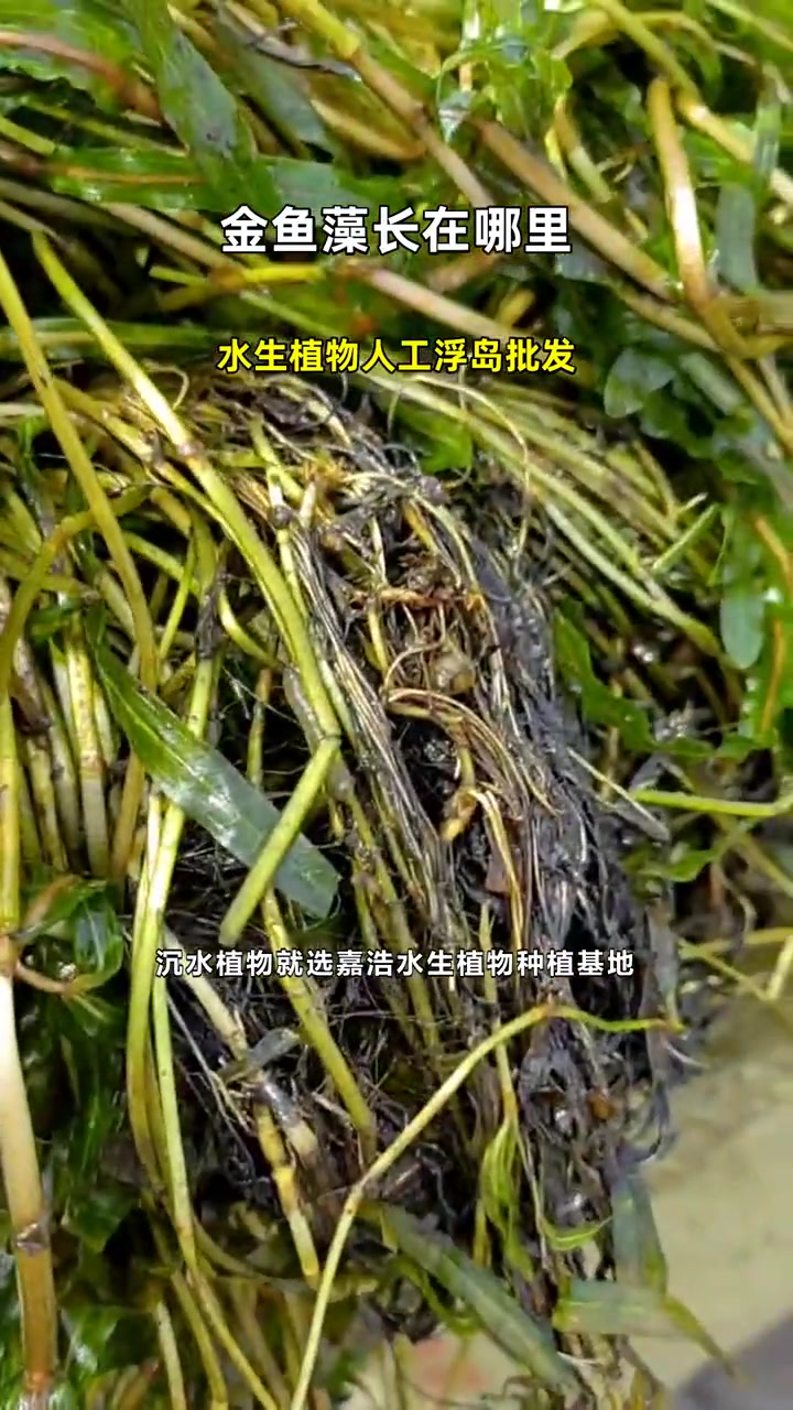 水生植物人工浮岛批发 金鱼藻长在哪里 金鱼藻在哪里买