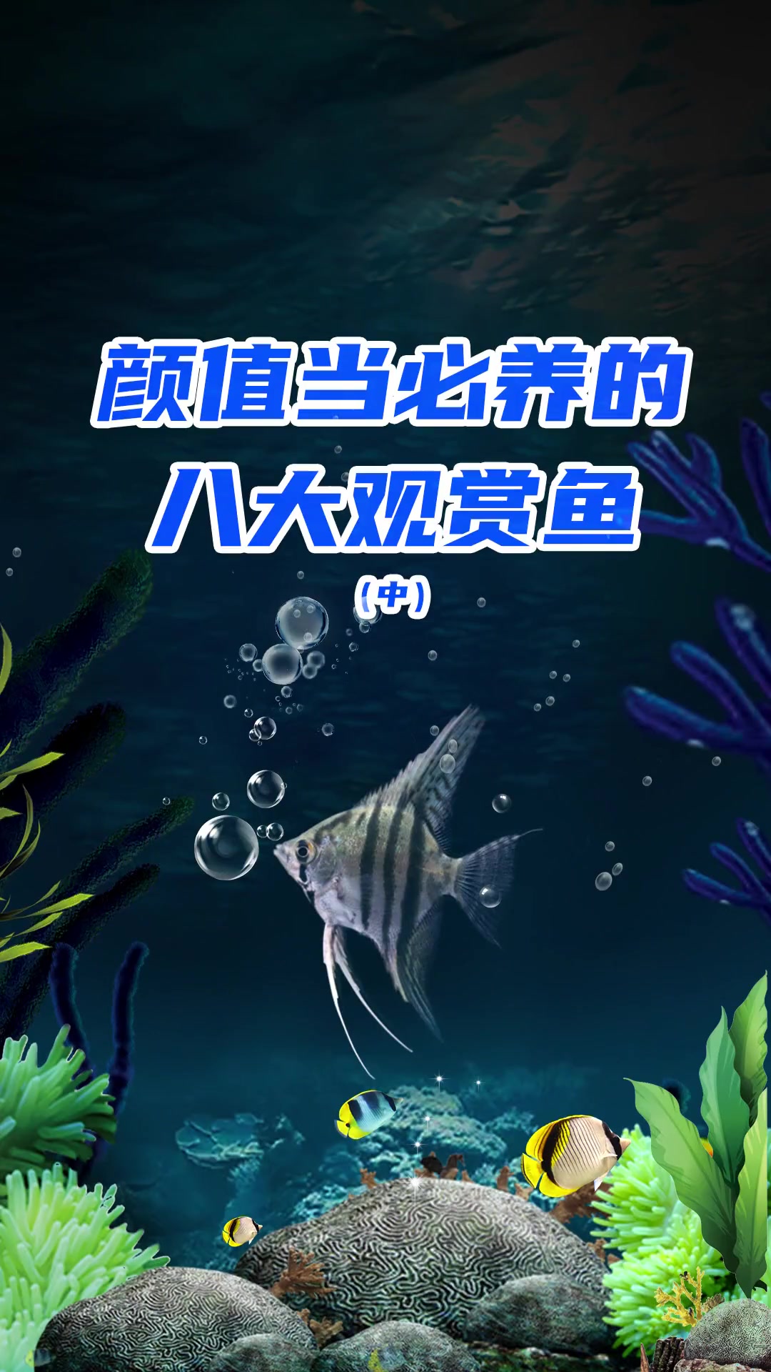 家里不让养鱼的鱼友也可以选择一些颜值高的小鱼来讨好另一半红绿灯鱼_神仙鱼