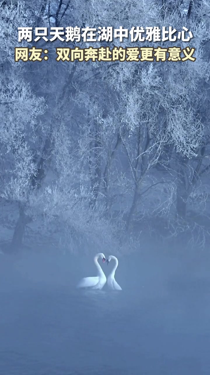 优雅至极 浪漫的舞者 优雅永不过时 天鹅 唯美意境 来源