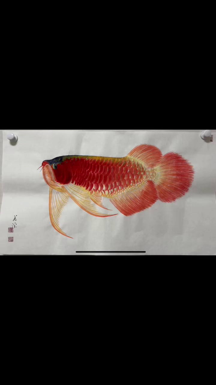 若溪龙鱼画红龙金龙