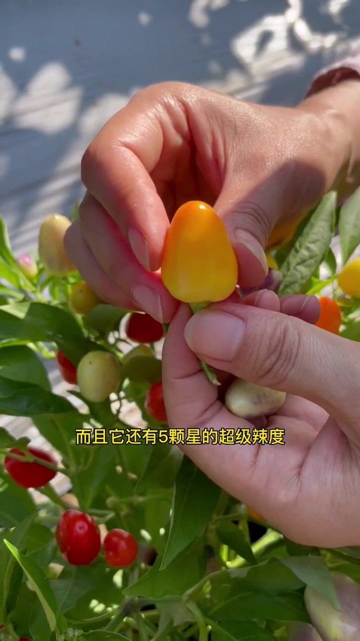 春天,种一些好吃好看又好辣的多彩小辣椒吧!蔬菜种子 家庭种植 我的小菜园 种菜 辣椒