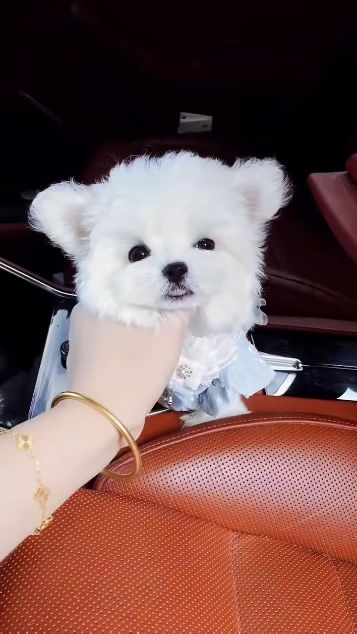 有喜欢这么可爱的宝贝的马尔济斯犬超萌呀