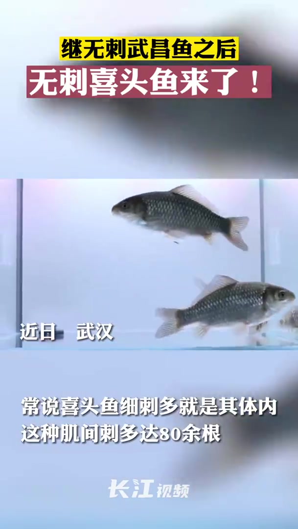 「“吃货”福利!以后能吃到无细刺的喜头鱼」中科院创制出无刺喜头鱼 喜头鱼肉质细嫩鲜美,但细