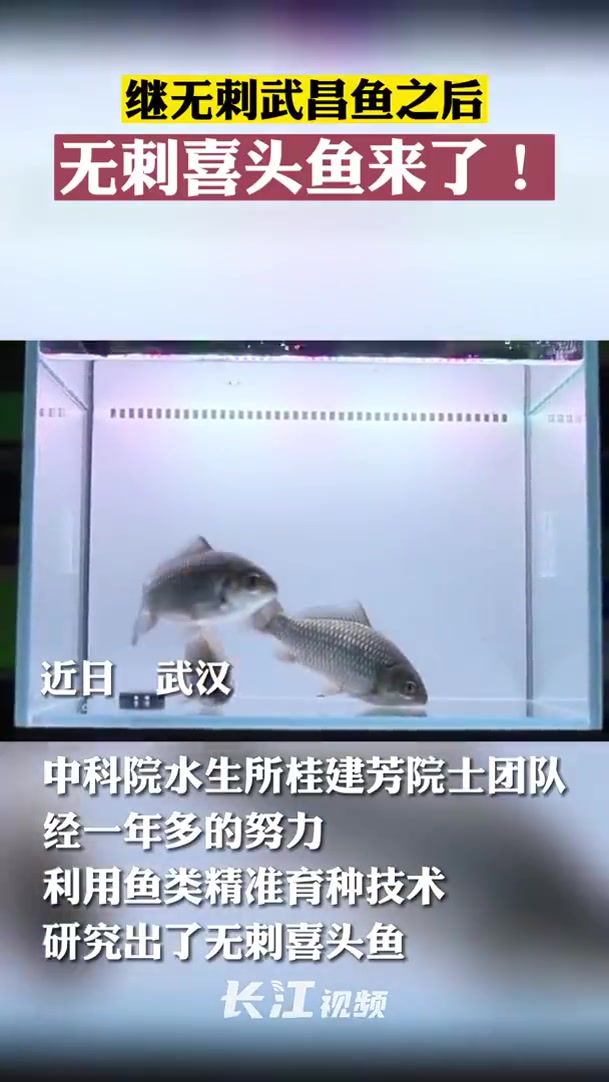 中科院团队创制出无刺喜头鱼「80余根细刺被去尽,无刺喜头鱼要来了」以后吃喜头鱼不用吐刺了!