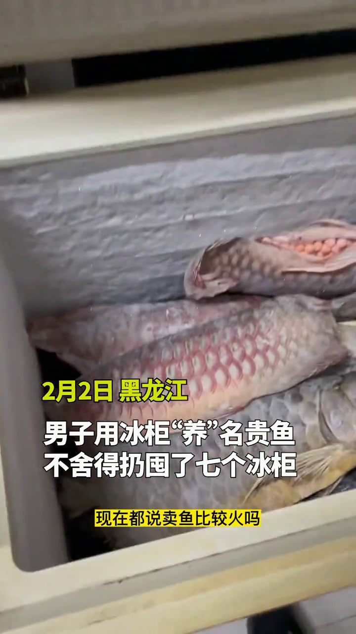男子囤7冰柜养死的鱼价值百万