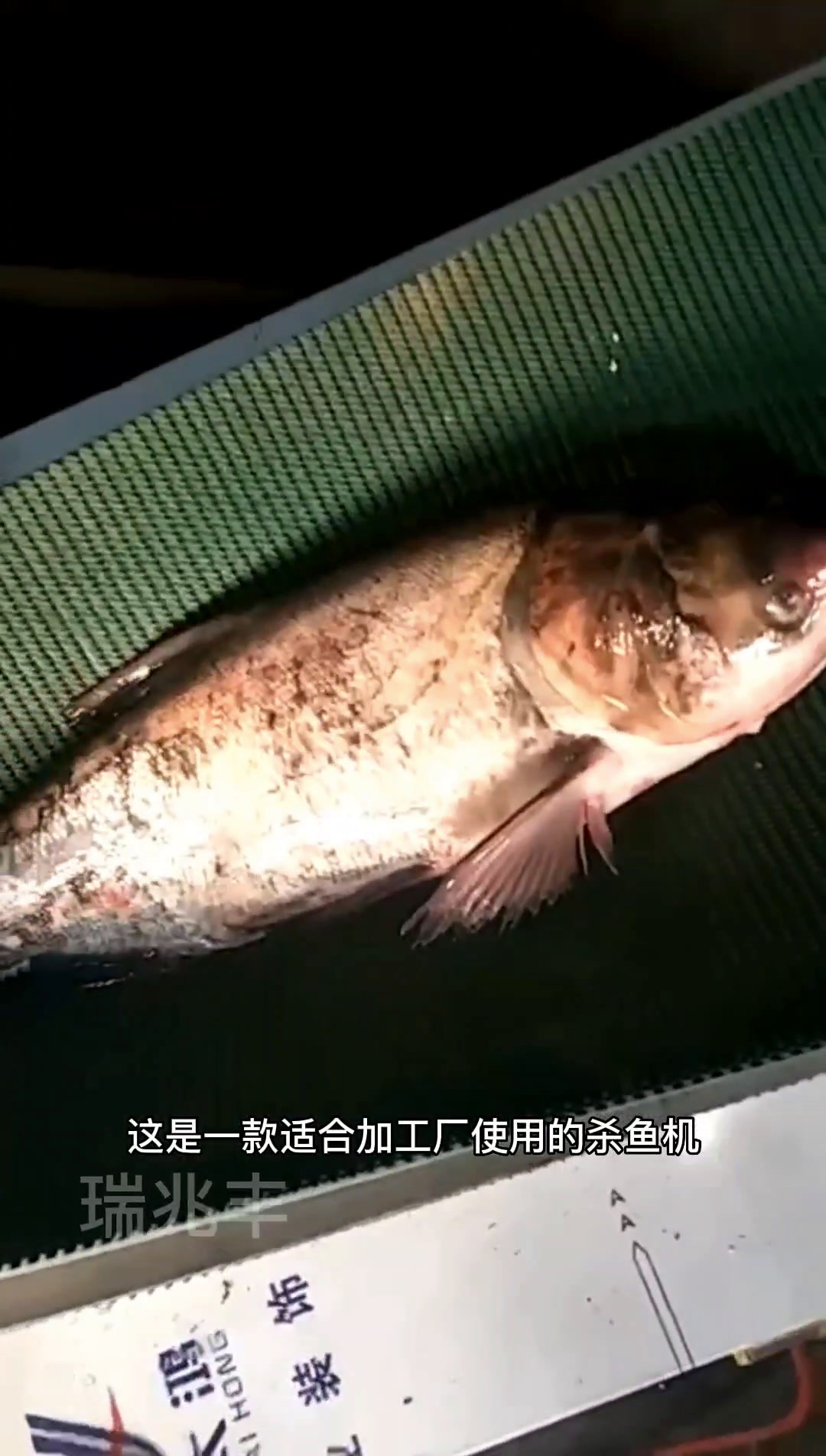 杀鱼开背机杀花鲢鱼
