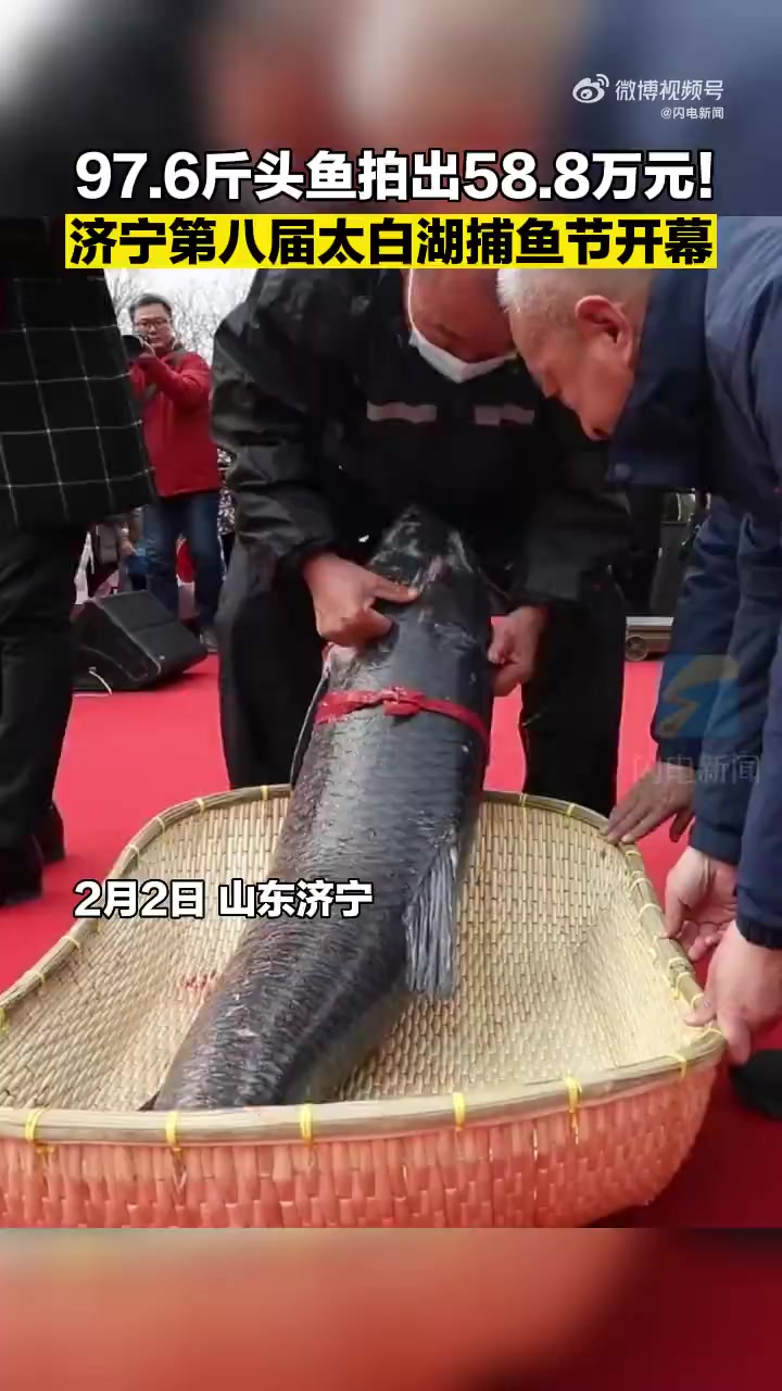 头鱼为什么那么贵「山东一97.6斤头鱼58.8万拍出」2月2日,山东济宁。太白湖开捕,第一