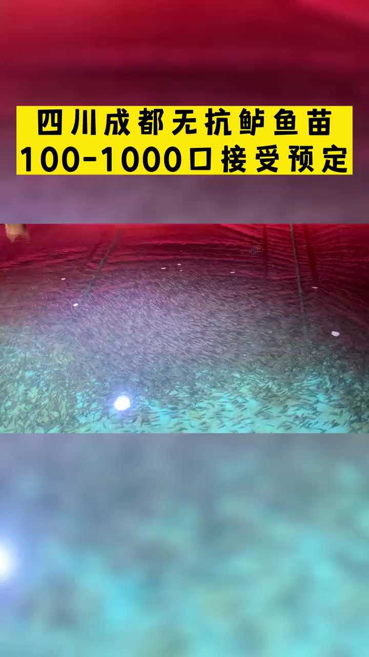 四川成都无抗鲈鱼苗,100-1000口接受预定 鲈鱼苗基地 鲈鱼苗在什么地方能买到 鲈鱼苗