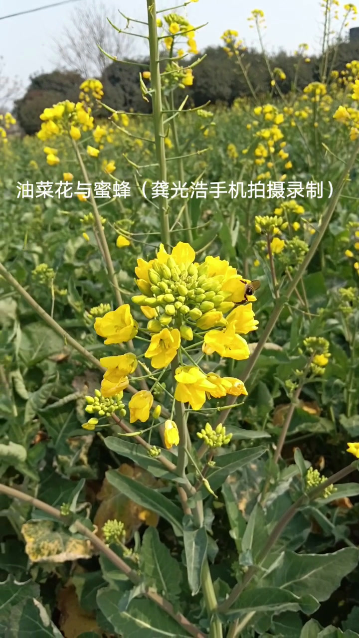 油菜花与蜜蜂(龚光浩手机拍摄录制)