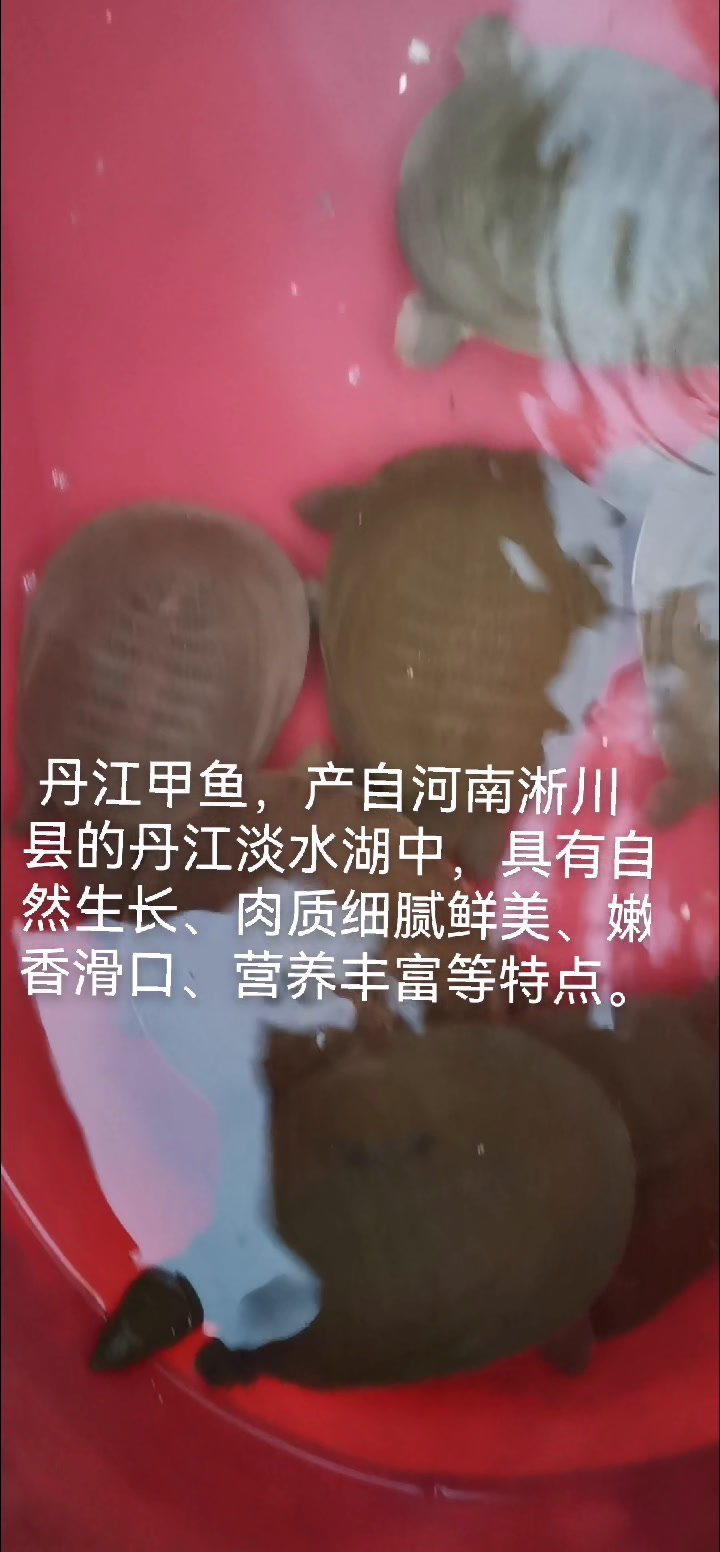 丹江湖里鱼类多你说你是爱哪个