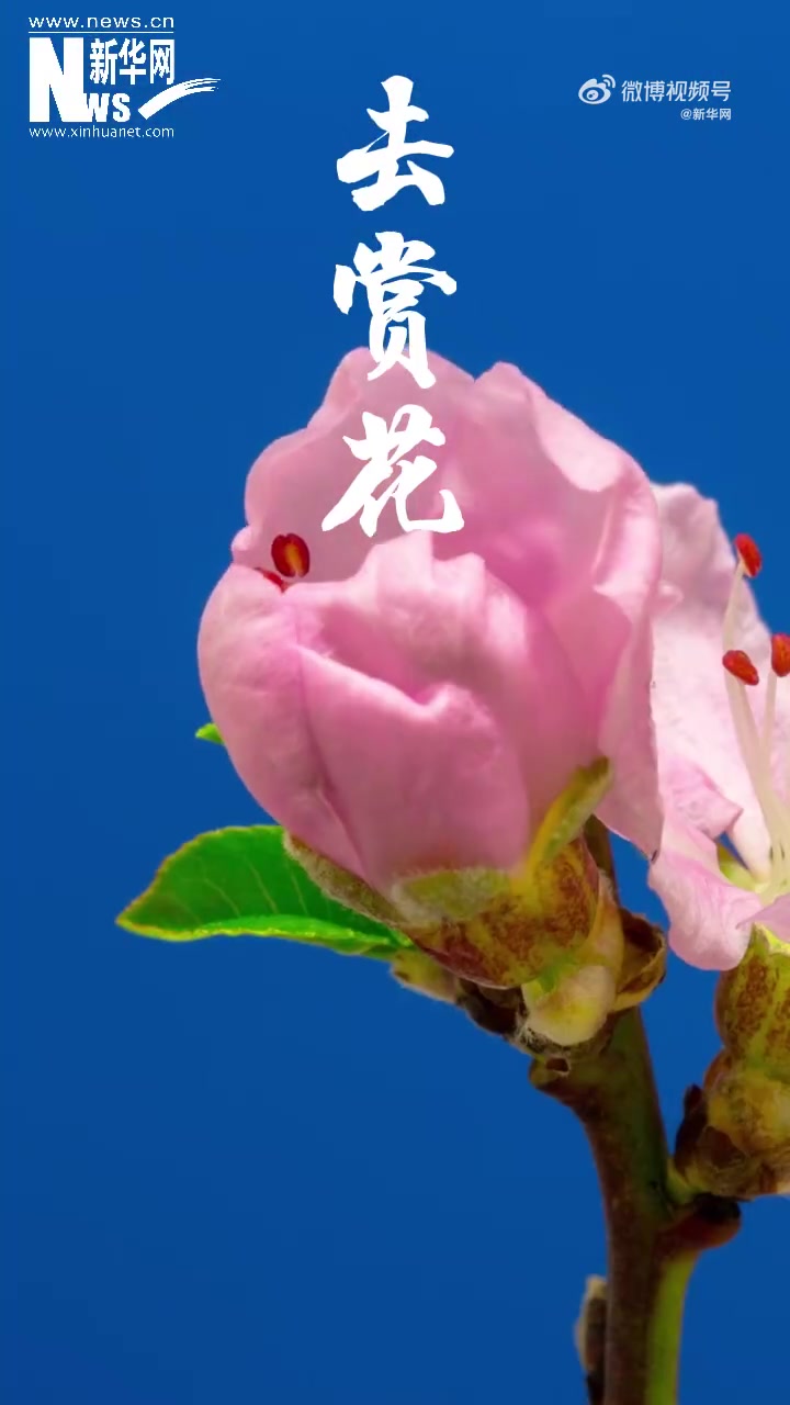 话说24节气「今日立春,万物随春醒美好皆可期」立春,是二十四节气之首。自秦汉以来,中国各地