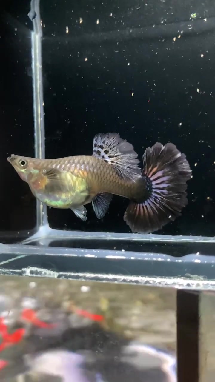 精品象耳白金红尾,尾撑超180度,撅嘴蛤蟆肚,有精品褶扇的气质,潜力满满 观赏鱼 养鱼日记