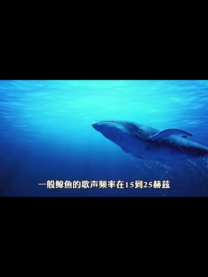 每个深夜孤独难眠的人,也许都有自己的故事,飞鸟与鱼是一场注定的悲剧。即便飞鸟舍弃天空,也无