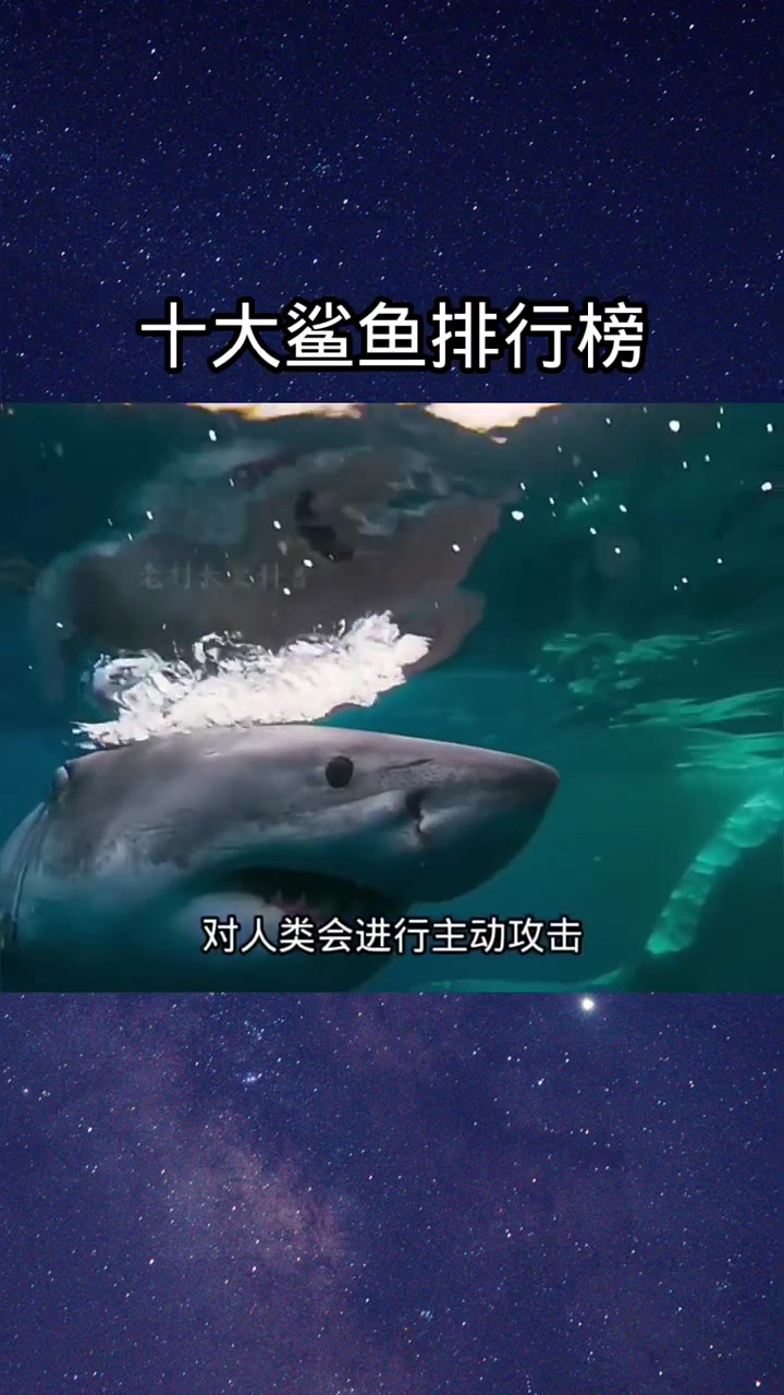 鲨鱼排行榜(下)