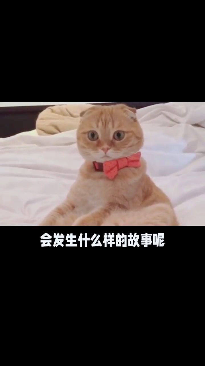 猫咪吃鱼油有哪些好处呢?一起来了解一下吧!